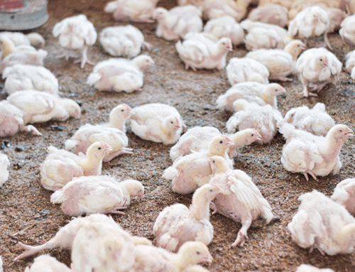 My Journey in Successful Poultry Farming