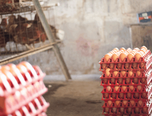 Advantages and Disadvantages of These Modern Chicken Cages (Layers Stalls)