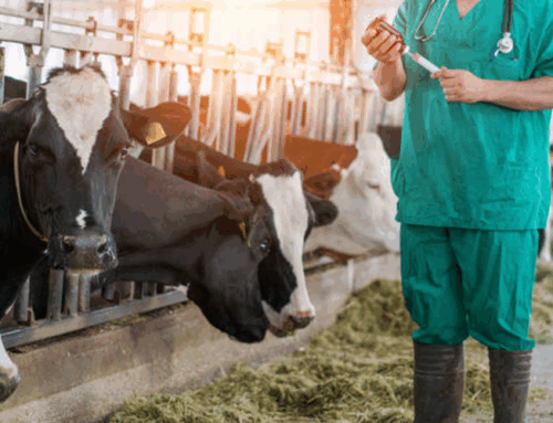 Ng’ombe Bora wa Maziwa