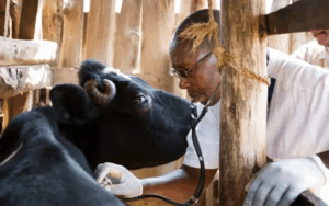 How to Properly Take Care of Cattle