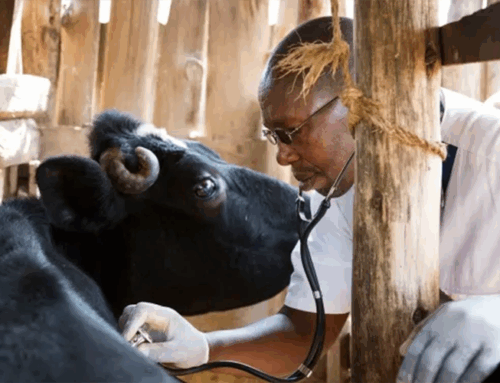 How to Properly Take Care of Cattle