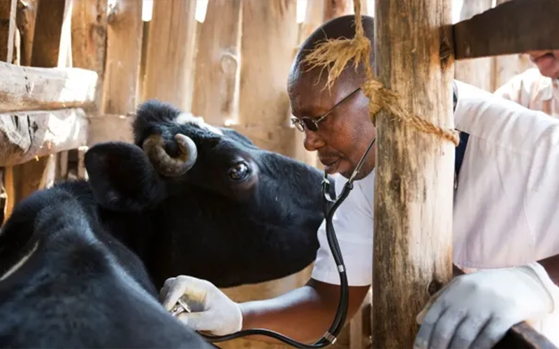 How to Properly Take Care of Cattle